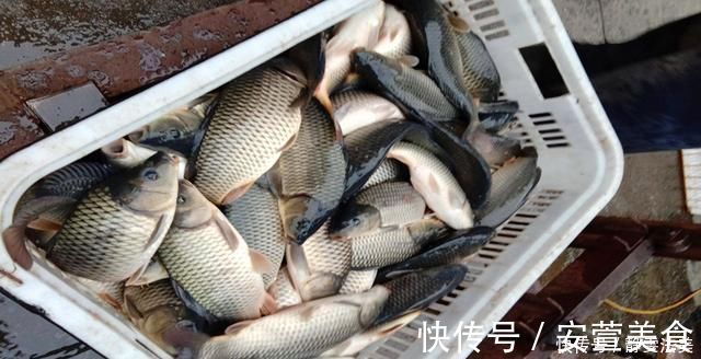 散炮|收费鱼塘钓鱼,掌握5个知道,3条垂钓技巧,多钓鱼不难