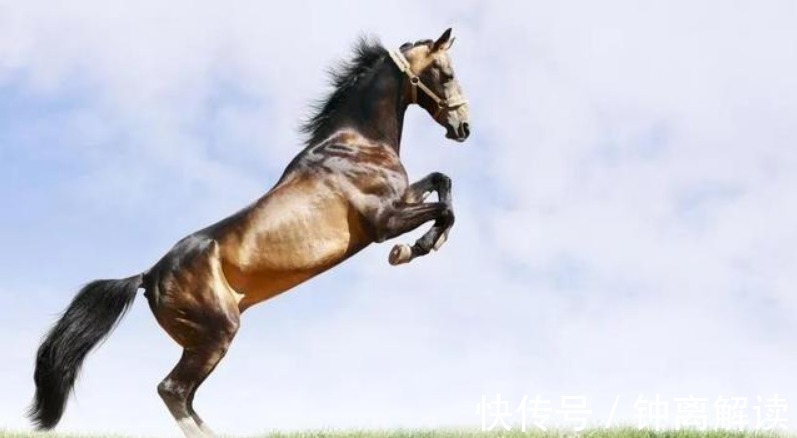 老人!老人言:看马要看四蹄,看人要看四相!四相指的啥?又有啥讲究