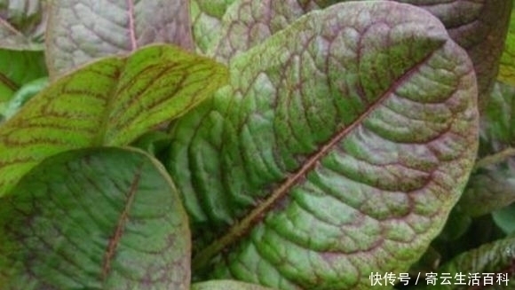 血三七|农村有一种野草,叶子会慢慢的变色,曾经是穷苦人的救命草!