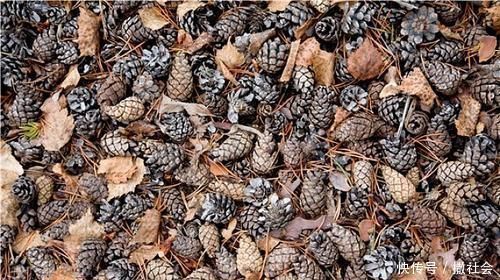 花盆|花盆底部垫一层它,养花10年不烂根,你用过几种