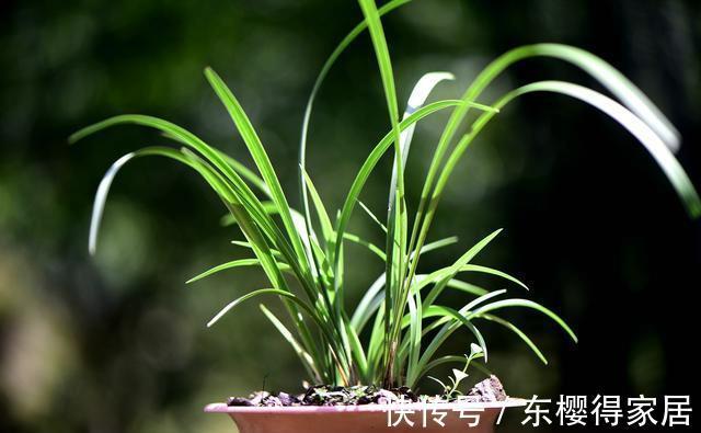 兰花茎腐病|兰花茎腐病和软腐病发生后,出现这种现象,就可以处理花盆了