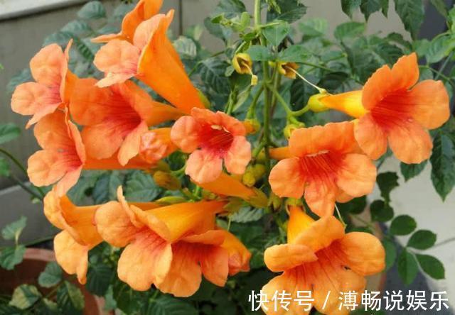 花盆|熟悉而陌生的“凌霄花”，掐个枝埋花盆，几年吃掉你的房，太猖狂