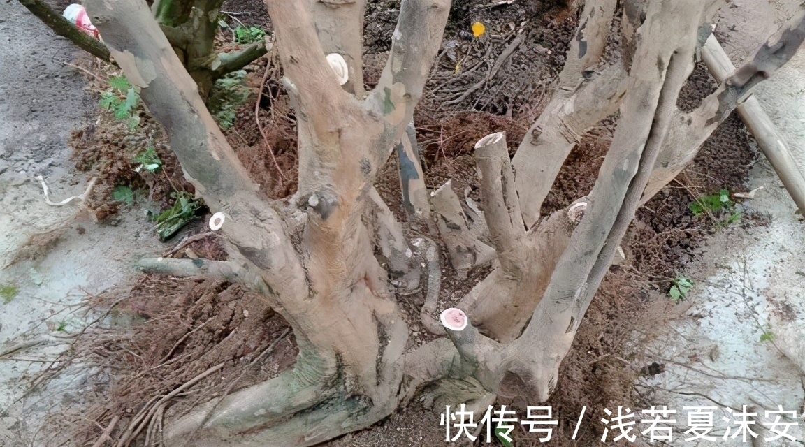 挑战用树桩打造盆景,满足这3要求,个个美如画、增值不少