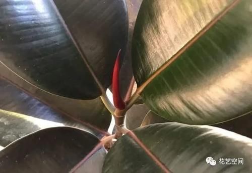 如何避免买花上当?告诉你一句话,“别听老板的话”