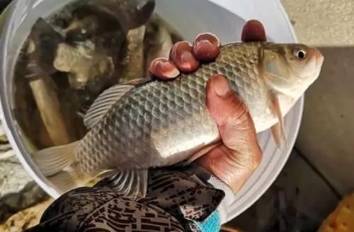 冬季的鲫鱼应该这么钓,十多斤渔获没有一点难度,钓友都羡慕的很!