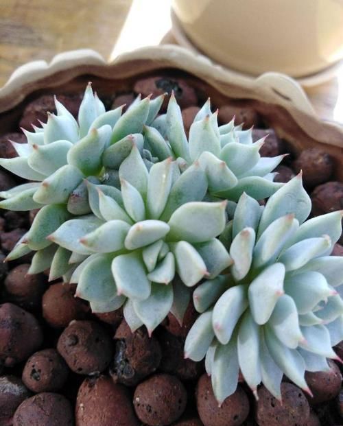 多肉狠心剃个头，呼呼长满小肉芽，20天就爆盆