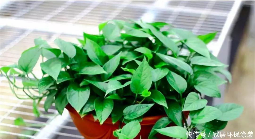 10种适合秋天移种的爬藤花，养1年就能爬满墙