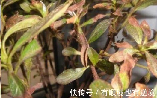 月季花杜鹃花栀子花总是养不活教你一招,连开3个月!