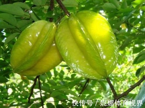 树势|杨桃保护肝脏、降低血糖,农民掌握种植要点,收获吃不完的杨桃