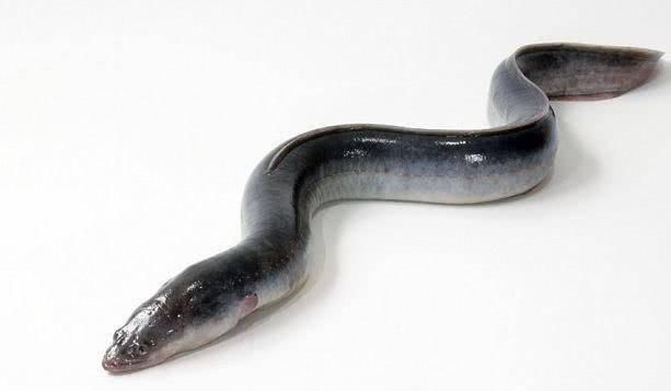 被日本人称为“水中人参”,一生只繁殖一次,上百元一斤也不愁卖