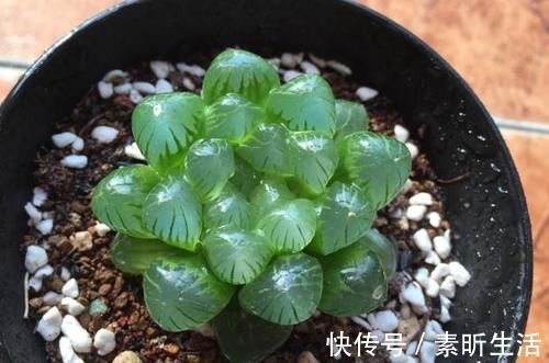 养多肉还在担心天冷叶子化水吗?套上它,反而不挨冻长得更好