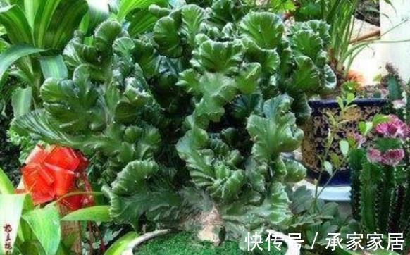 绿植|4种霸气侧漏的“丑绿植”，四季油绿寓意好，是家庭盆栽佳品