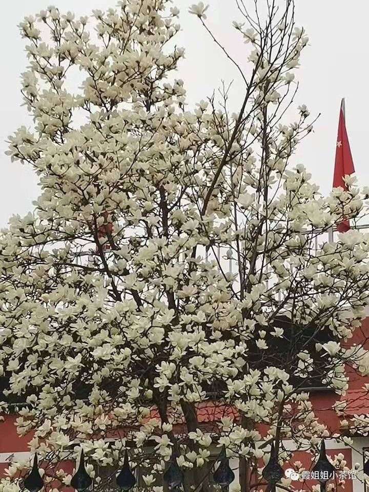 生命的枝头有什么值得你守候