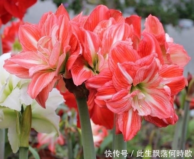 养花就养4种花,家里养一盆,开花漂亮花期长,谁养谁上瘾