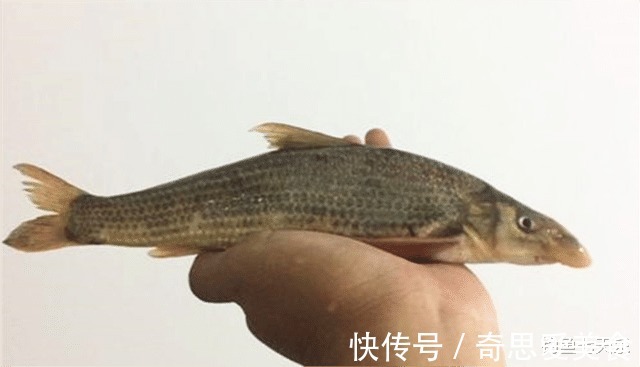 钓友|放生!郑州钓鱼人钓获珍稀“鸽子鱼”,钓友:它们已形成固定种群