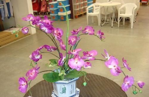 这“5种”花越阴凉长得越旺,摆在房内净化空气,身体越来越健康