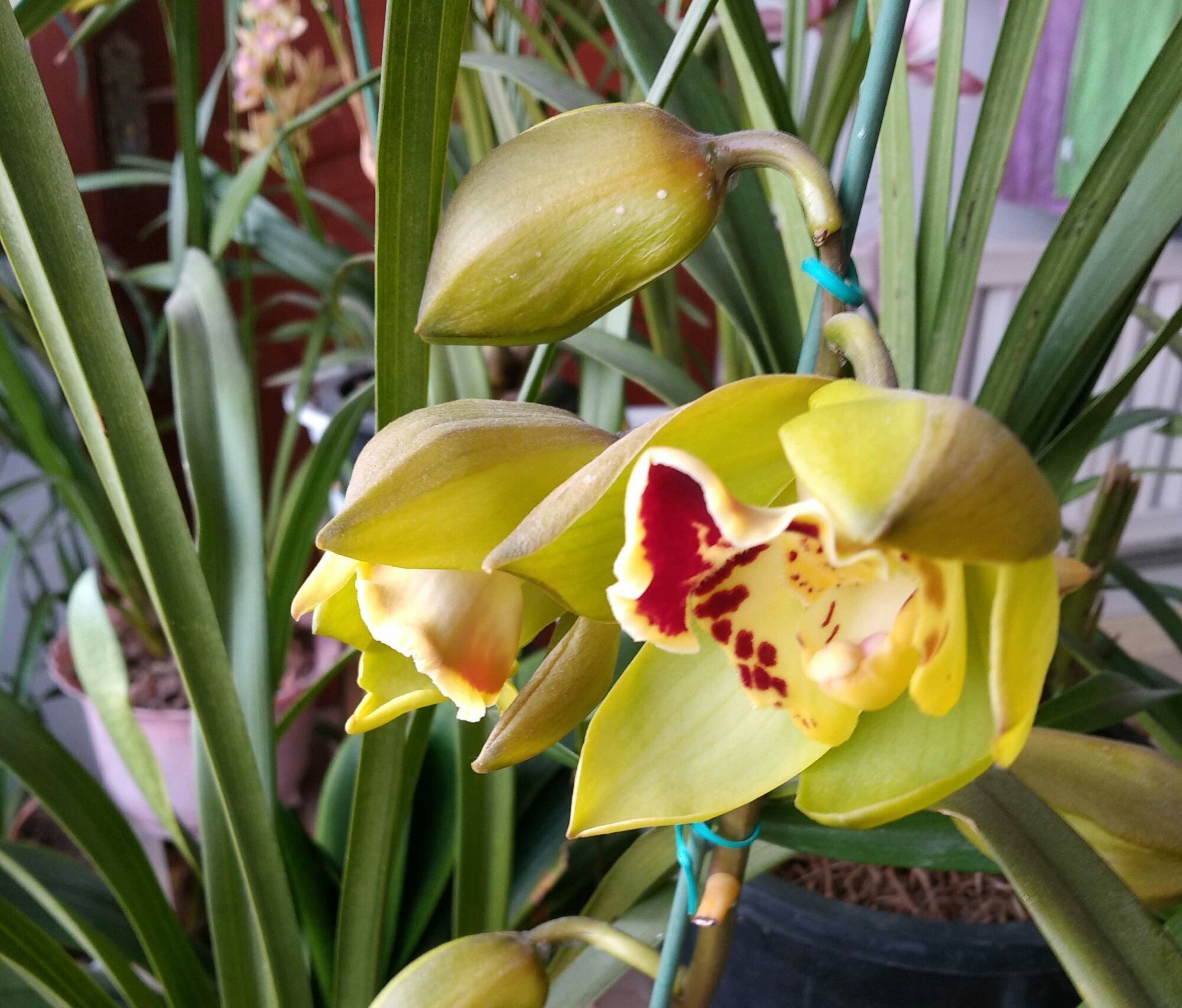 芦头|养大花蕙兰,选错花盆有风险,好多兰友易忽略,根系往外长