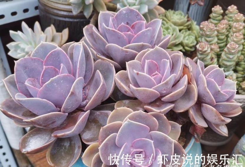 叶心|不应被遗忘的多肉紫珍珠,好养易上色,养成老桩后颜色紫红超好看