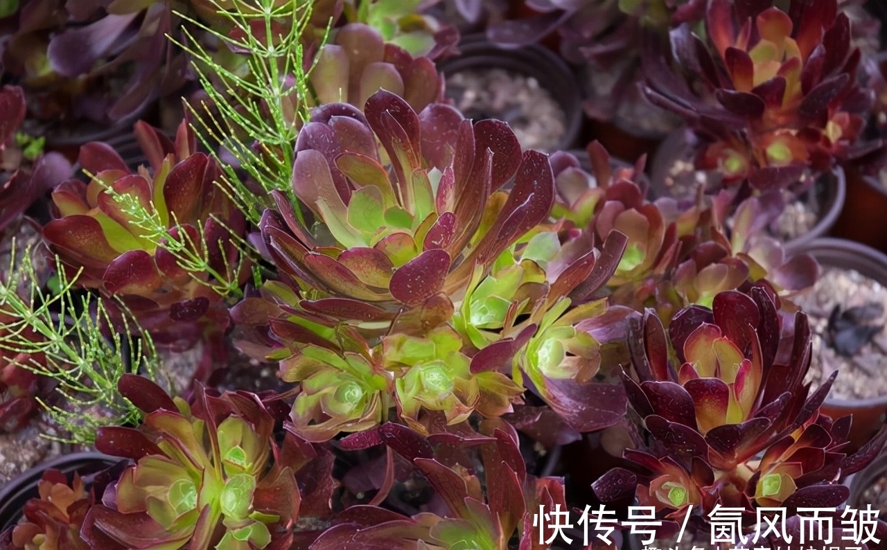 不是所有的多肉都可以叶插的，这16种叶插就很难成功，新手别费劲