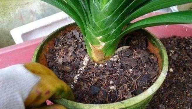 君子兰不见长、不开花“2种料”扔盆里,新芽多,一年开花2次