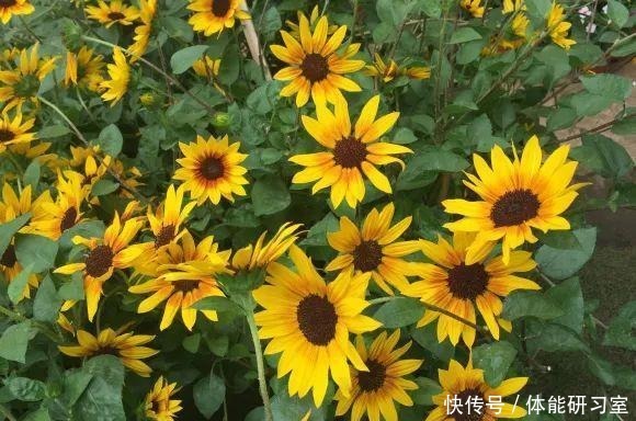 秋天的院子,养点喜欢的花,乐得自在!