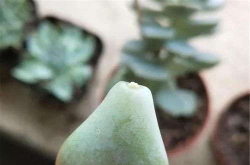  不易|高温养多肉确实不易，跟着养护专家做，可以复制出好几盆