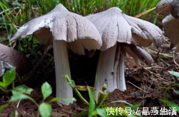 鸡枞菌鸡枞菌|乡下的几种野菜,作为农村人的我都没见过几种,你认识吗
