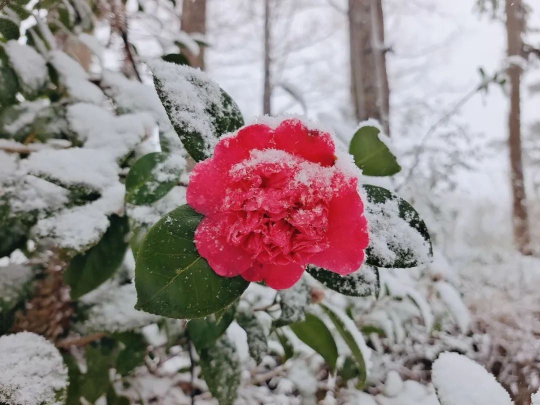 雪景|太美了！台州最新雪景！括苍山跌至-10℃，再现云海奇观（多图多视频）