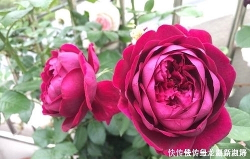 夏天|夏天养月季花,掌握几个要点,不黄叶不生病,花开一茬接一茬