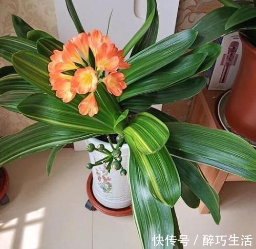 花草|坚持好习惯,做人能成功,养花则能嗖嗖开个不停,一茬接着一茬