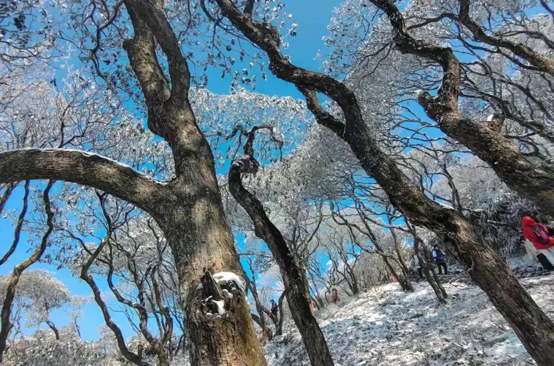 美景|华顶迎今年首场雾凇！天台山美景刷爆朋友圈！