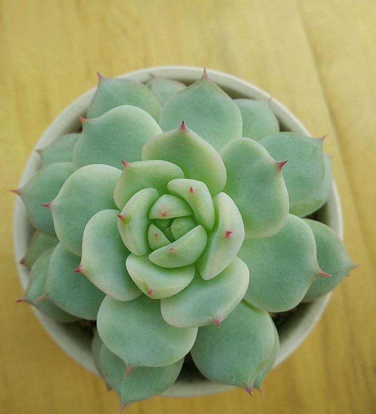 多肉什么时候该浇水