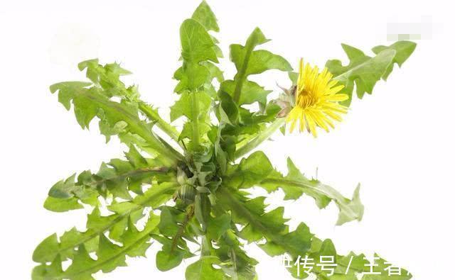蒲公英水|浙江一女子,每天坚持喝蒲公英水,一段时间后有效果吗?
