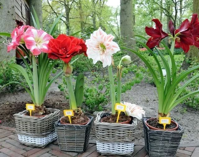 开花|6种漂亮花,都有“大肚子”,吸一次水一个月不浇,天热狂开花