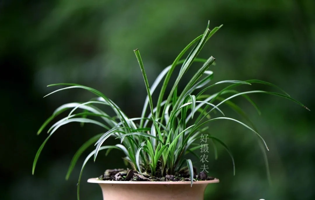 种植|用花生种植兰花?很多人第一步就错了,正确的技巧是这样的
