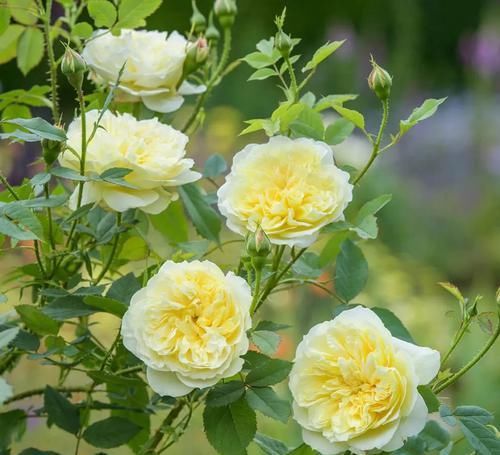 人见人爱|3种花人见人爱,养护很容易,花色绚烂,花开一整年,你值得拥有