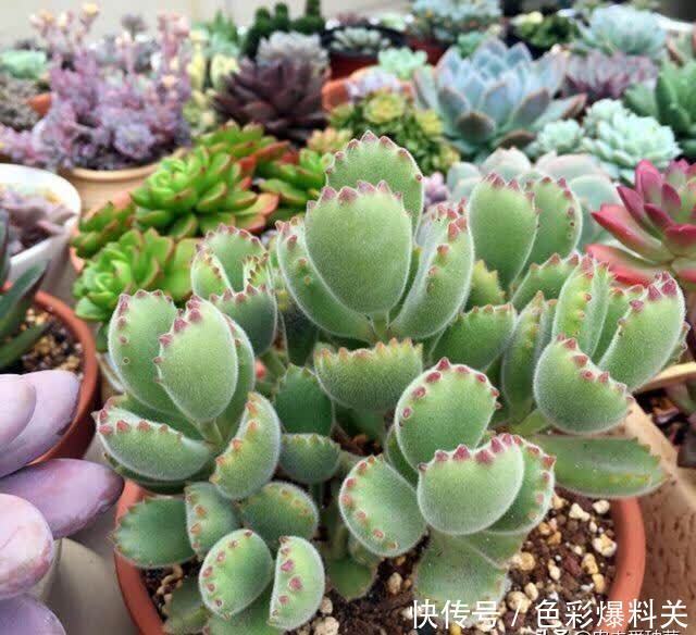 人气很高的4种“多肉”,一眼就入坑,萌得心肝颤,好养又好看