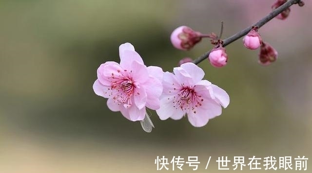 桃花|7月19日-7月27日，灼灼桃花，翩翩喜鹊，真爱降临，余生美好