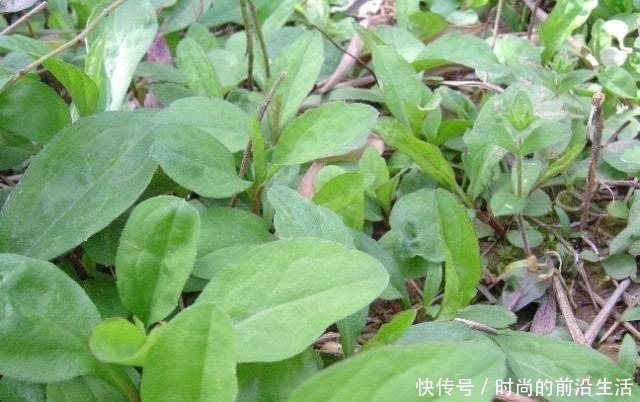 路边一种野菜，长在杂草中一点不起眼，人称“马兰头”，营养高
