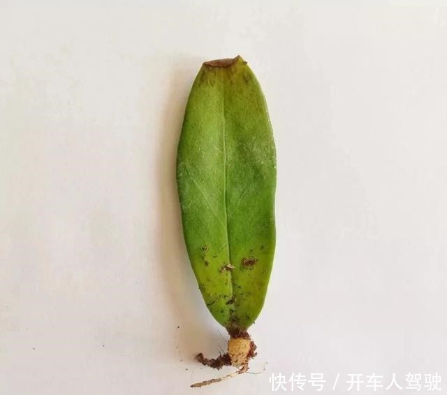 植物扦插繁殖的时候学会这几招,很容易生根发芽,你学会了哪种!