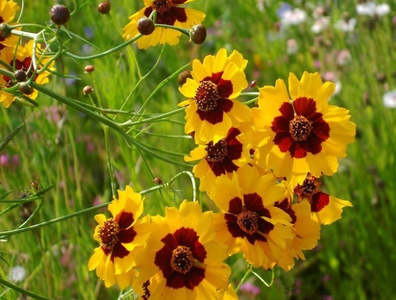 花花色#此花花色鲜艳而醒目,给人一种热情洋溢的美感,寓意着灿烂的人生