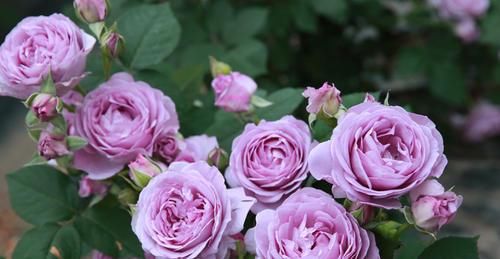  季花|推荐10款蓝紫系月季，仙气十足，总有一款是你喜欢的