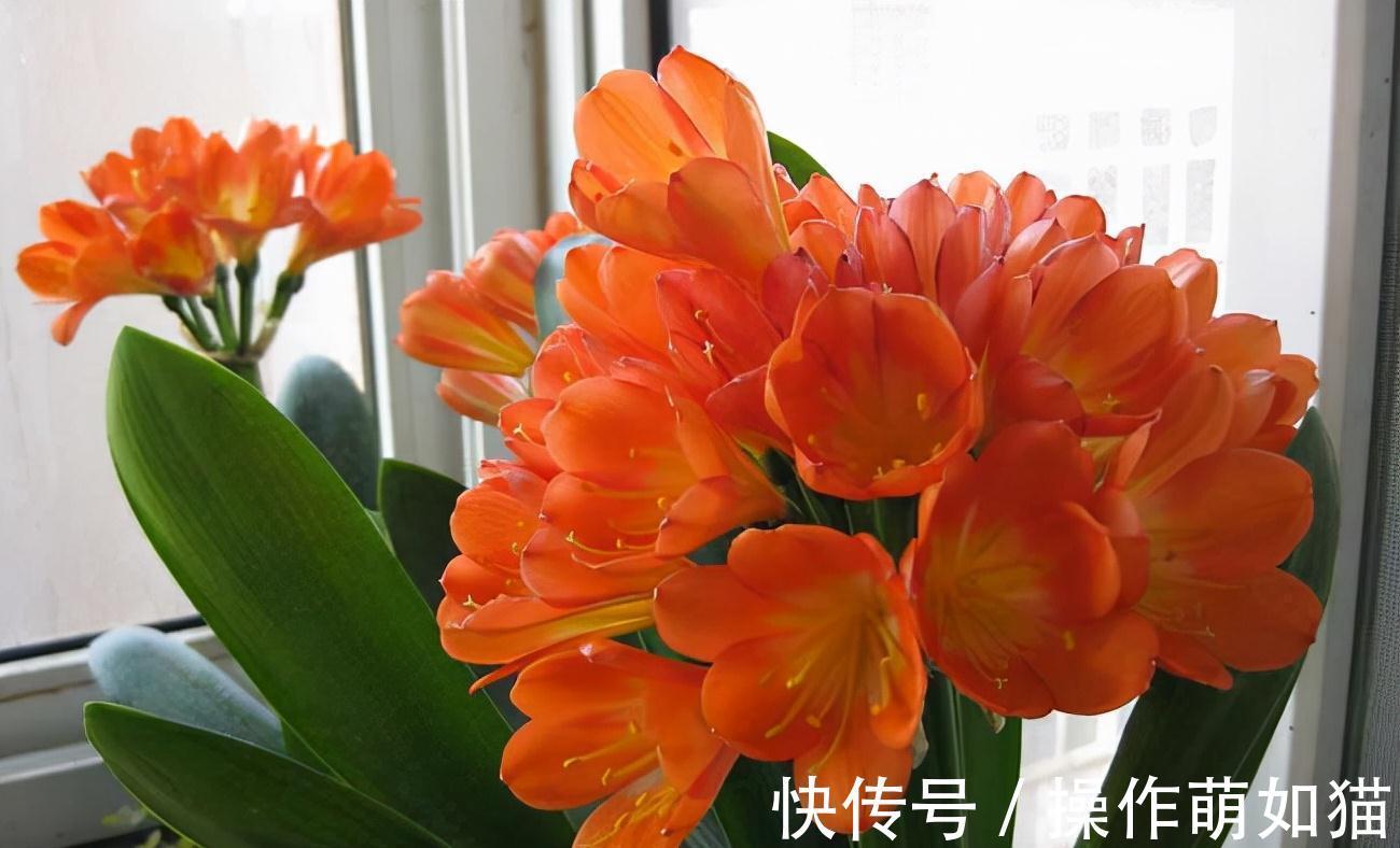 小雅|养君子兰,用2个方法,让它的叶片更油绿完美、开出惊艳的花球