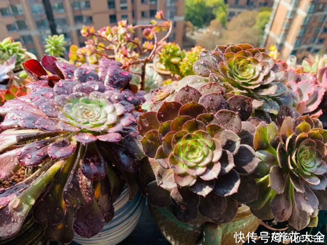 多肉|多肉夏天怎么养？休眠期一到，就要小心了