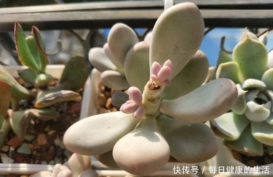 桃美人不爆侧芽,砍头时多做一步,一个月侧芽不断冒出!