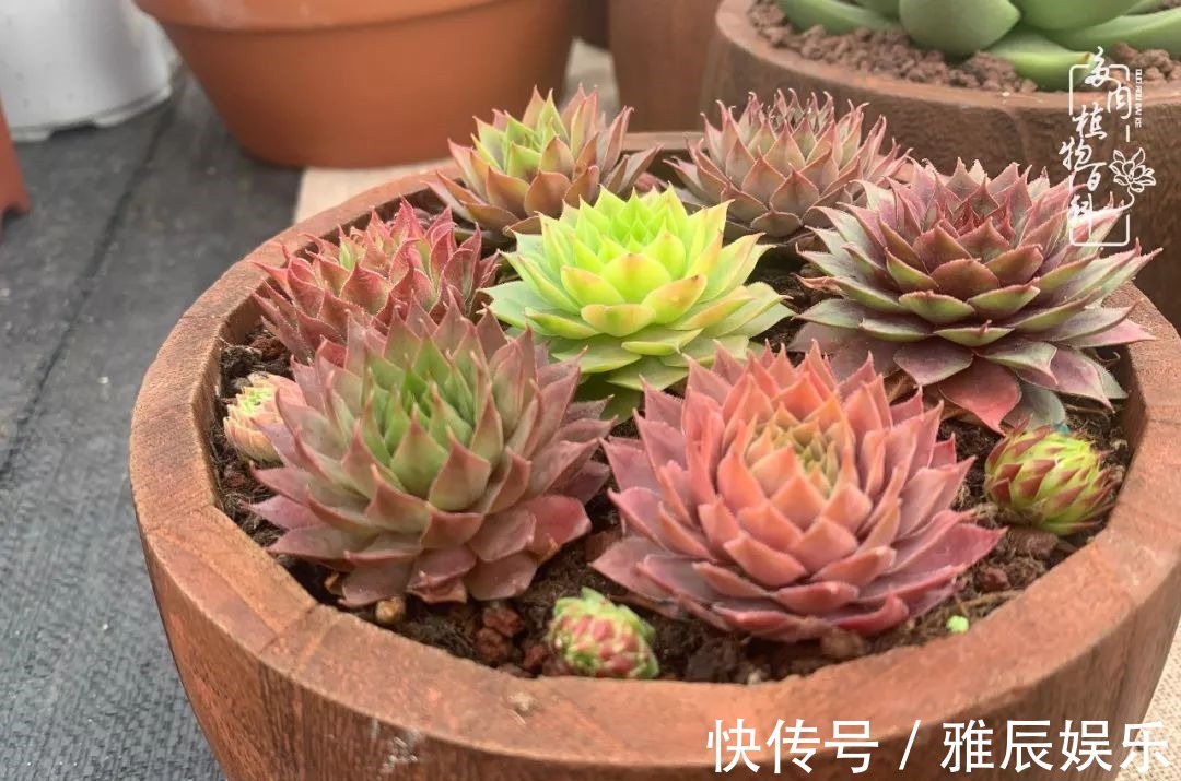 框子|这多肉拼盘这么仙!如何制作达人手把手教你制作长生草拼盘!