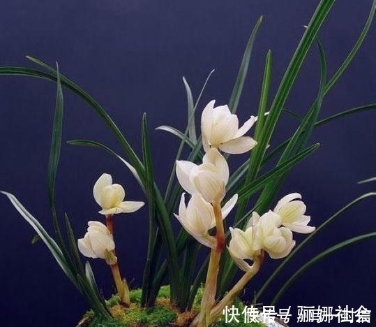 莲瓣兰|兰花的品种有很多，有的很名贵，你见过的有几种？