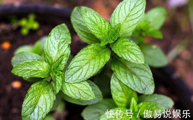柠檬薄荷|如何在家种植能够食用的薄荷