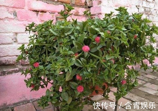 养“牡丹吊兰”乱浇水可不行,改用这样去浇灌,叶片饱满,花更多