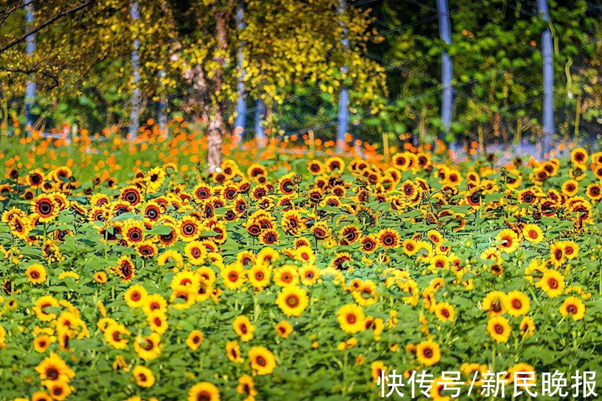 菠萝园|“复古”向日葵、“七彩”菠萝园……辰山植物园自然生活节看点多